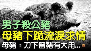 男子殺公豬，母豬下跪流淚求情，母豬：刀下留豬有大用...#北宋民間故事 #楓牛愛世界