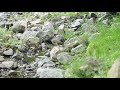 丹沢水沢林道のオオルリ（雌）の水浴び　その２（4k60p動画）