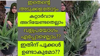 അലോവേര ഇനിയും വളരുന്നില്ല എന്ന് പറയല്ലേ|കറ്റാർ വാഴ പൂവിടുമോ..?|Aloe vera Tips and Care|HasNaZ'World