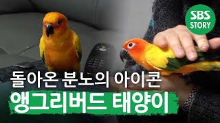 [연말결산] 다시 돌아온 분노의 아이콘, ‘태양이’ A/S 대작전! I TV동물농장 (Animal Farm) | SBS Story