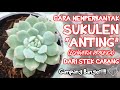 Cara Memperbanyak Sukulen untuk Pemula [Sukulen Anting]