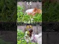 似過ぎてるボーダーコリーとパピヨンがかわいい shorts ボーダーコリー パピヨン かわいい 愛犬