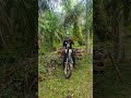 selesai tebas kebun sawit-#youtube -#shorts