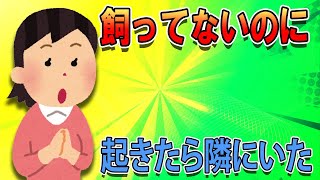 【2chほのぼのスレ】飼ってないのに起きたら隣でかわいい動物が寝てた...!!!【ゆっくり2ch】