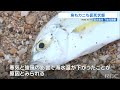 きょうは沖縄も“寒い”　9℃を観測の宮古島で魚とカニが仮死状態に