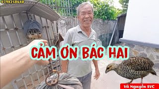 Mượn chim đa đa mái siêu thuần của bác về tập ghép sinh sản