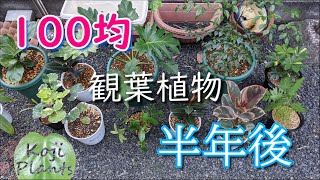 【半年後】100均観葉植物の成長記録【6か月】