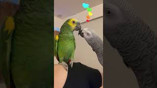 欲拒還迎@大麻小花twistedbirds|灰鸚鵡grey parrot \u0026 黃翼藍帽亞馬遜鸚鵡blue-fronted amazon #shorts