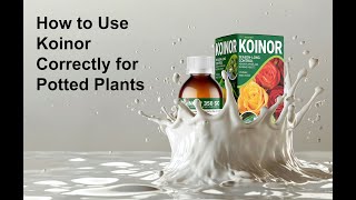 How to Use Koinor Correctly for Potted Plants