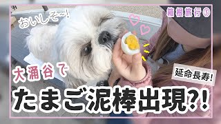 【旅犬】シーズーと大涌谷観光♪初めての茹で卵にミントくん感激？！〜箱根編 Part3〜【378日目】