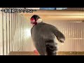 文鳥飼育日記シーズン2第481回目