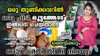 ഒരു തുണിക്കവറിൽ ഒരു പിടി മുട്ടത്തോട് ഇങ്ങനെ ചെയ്താൽ മതി/ തൈ നിറയും തഴച്ച് വളരും