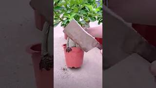 The process of replanting a flowerpot