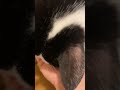 猫の歯磨きおやつでデンタルケアする猫たち 可愛い猫 可愛い猫 catvideo