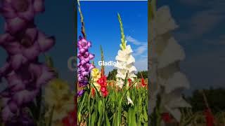 Gladiolus