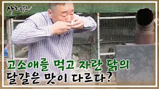 고소애를 먹고 자란 닭의 달걀은 맛이 다르다? MBN 220923 방송