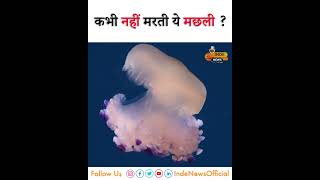 दुनिया में सिर्फ एक ऐसी मछली जो अमर है ? INDE News