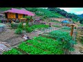 Aquaculture, Sweet Potatoes, Harvest After One Year, Floods, Natural Disasters | Thao Vy Garden Farm