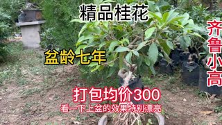 大哥培育了千盆老桩桂花，这几年生意惨淡，无奈低价处理