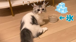 子猫に氷を与えてみたときのリアクションが面白すぎた……笑【生後５ヶ月】【短足ミヌエット】