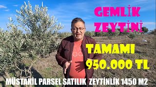 Manyas Gölü Manzaralı Satılık Zeytinlik 1450 m2 Müstakil Parsel