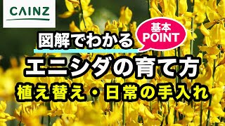 エニシダ(別名: チョウケイカ)の育て方 / カインズ花図鑑