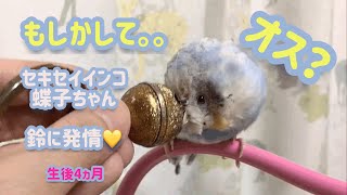 もしかして　オス？　鈴に発情　セキセイインコ蝶子ちゃん