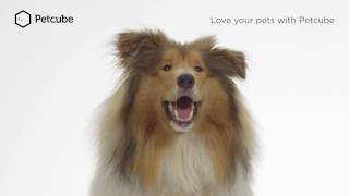 Petcube Brings Innovation \u0026 Delight to Pets Everywhere