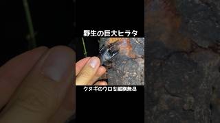 ヌシ級のヒラタ捕獲 #昆虫採集 #クワガタ #ヒラタクワガタ