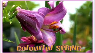 ♦♦ Colourful Spring ♦♦   HD