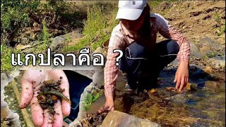 ทำแกปลากัน ว่าแต่แกปลาคืออะไร ? 🤔🐠🐟