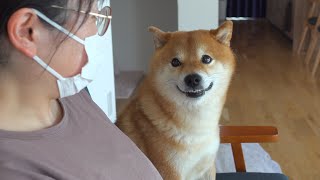 Mom rushed to the hospital.. At that time, the Shiba Inu sensed something strange.