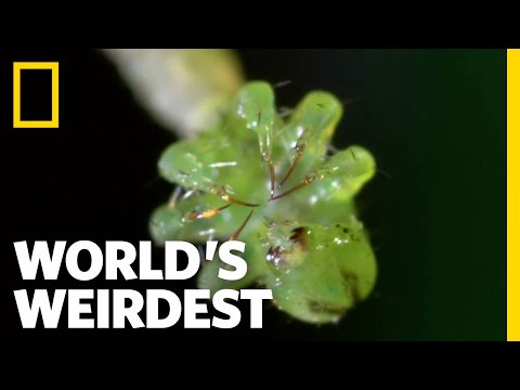 Carnivorous Caterpillars | World's Weirdest Carnivorous Caterpillars | World's Weirdest