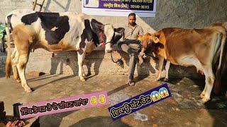 ਤੋਕੜ ਗਾਂ, ਤੋਕੜ ਗੱਬਣ ਤੇ ਗੱਬਣ ਗਾ ਵਿਕਾਉ 👌🏻👌🏻ਘੱਟ ਰੇਟ 😱😱Bawa dairy farm