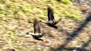 2024年12月16日(2021 12 5) 3 ducks flying