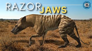 Prehistoric Predators - Hyaenodon