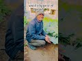 બ્રોકોલી લીલું ફુલાવર ની સફળ ખેતી 🥦🧑‍🌾 shorts vairalvideo farming