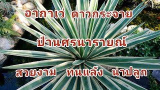 ป่านศรนารายณ์ อากาเว่(Agave) ดาวกระจาย ไม้ฟอกอากาศ สวยงาม น่าปลูก @fapim