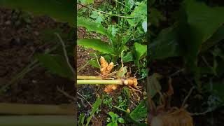 Plant Series - 27 | #Shorts | Turmeric Plant | Manjal Chedi | மஞ்சள் செடி | Kurinji Kathambam