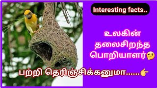 உலகின் தலைசிறந்த பொறியாளர் | தூக்கணாங்குருவி | interesting facts | Baya weaver