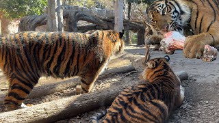 お腹空いたニャ～【‎2025年‎2月22日】【上野動物園】スマトラトラ