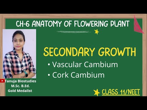 What is cambium and its function?