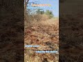 low cost land for sale అతి తక్కువ ధరలో భూమి అమ్మడానికి zaheerabad ఉంది