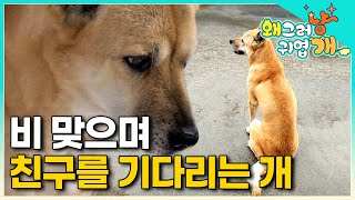 먼저 세상을 떠난 친구가 그리워 비를 맞으며 슬퍼하는 반려견 진새의 슬픈 사연│#왜그러냥귀엽개