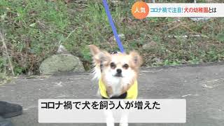 コロナ禍で注目！「犬の幼稚園」ってどんなところ？