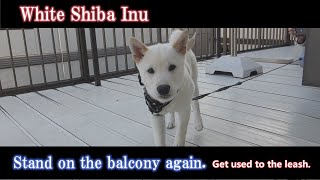 White Shiba Inu：Stand on balcony again .Get used to the Leash .【English】