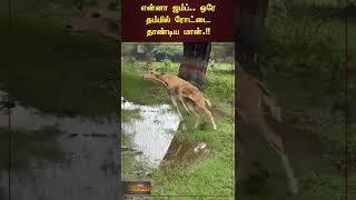 #Deer | #shorts | என்னா ஜம்ப்.. ஒரே தம்மில் ரோட்டை தாண்டிய மான்.!!