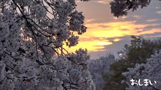 佐保川の桜並木の夕景[Twilight cherry blossom trees]