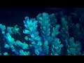 珊瑚產卵 coral spawning 2