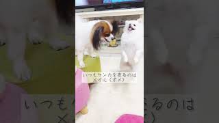 ワンプロ後にドヤ顔する犬　 #パピヨン# ポメラニアン #포메라니안 #パピヨン